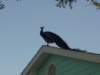 florida10_small.jpg