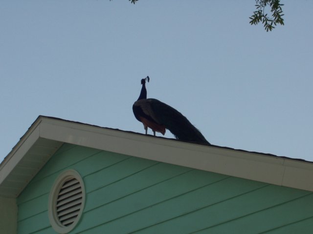 florida14.jpg