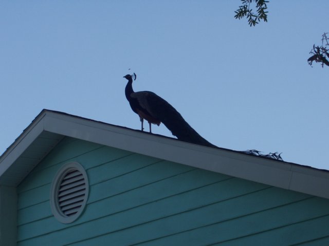 florida15.jpg